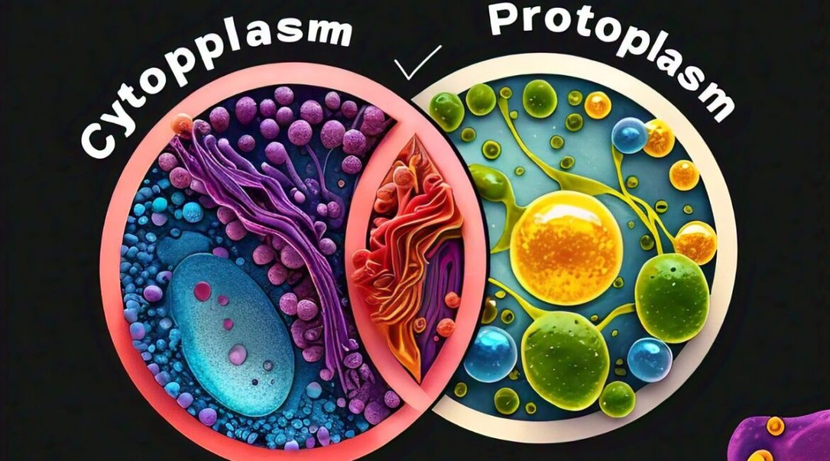 Cytoplasm and Protoplasm